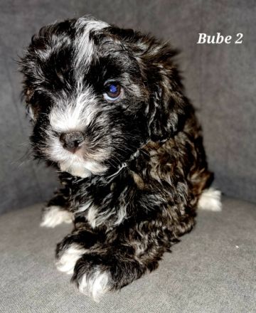 Die kleinen sind am 03.05.22 auf die Welt gekommen..