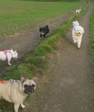 Tierpension tierisch-froh