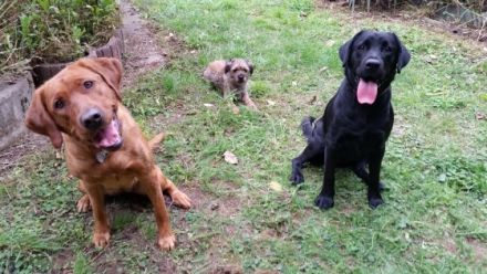 Tierpension tierisch-froh