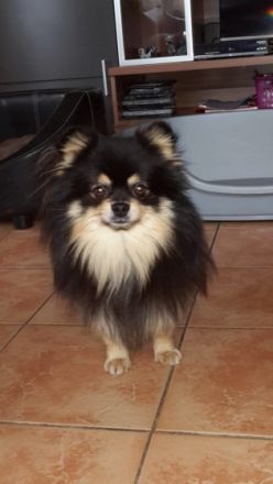 Pomeranian / Zwergspitz Deckrüde Dexter