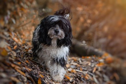 Deckrüde Bolonka Zwetna Hansi