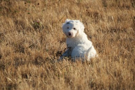 Hallo, wir sind Heidi, Lucky und Nico und wurden am 11