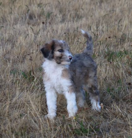 Hallo, wir sind Heidi, Lucky und Nico und wurden am 11