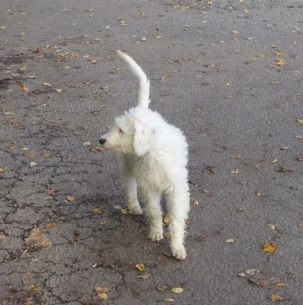 Hallo, wir sind Heidi, Lucky und Nico und wurden am 11