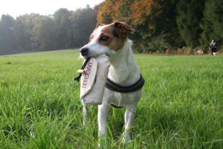 Hundeschule Rockingdogs