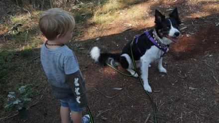 Hundeschule Rockingdogs