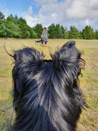 Hundeschule Rockingdogs