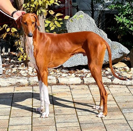 Unser außergewöhnlich schöner und seltener Azawakh-Wurf