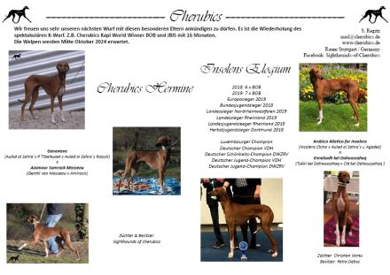 Unser außergewöhnlich schöner und seltener Azawakh-Wurf