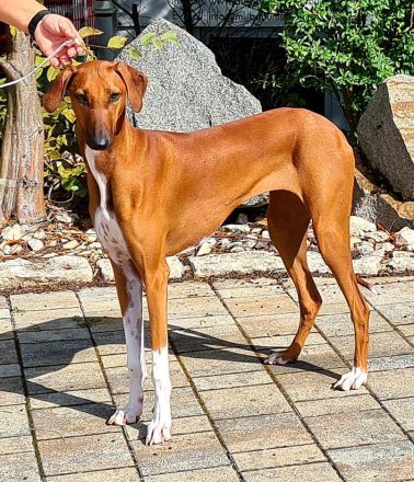 Unser außergewöhnlich schöner und seltener Azawakh-Wurf