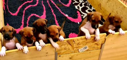 Unser außergewöhnlich schöner und seltener Azawakh-Wurf