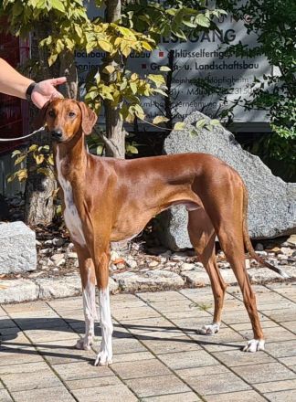 Unser außergewöhnlich schöner und seltener Azawakh-Wurf
