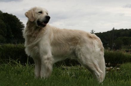 Bilbo of Glencairn ( Linus)