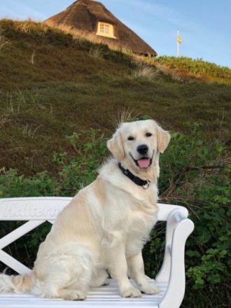 Bilbo of Glencairn ( Linus)