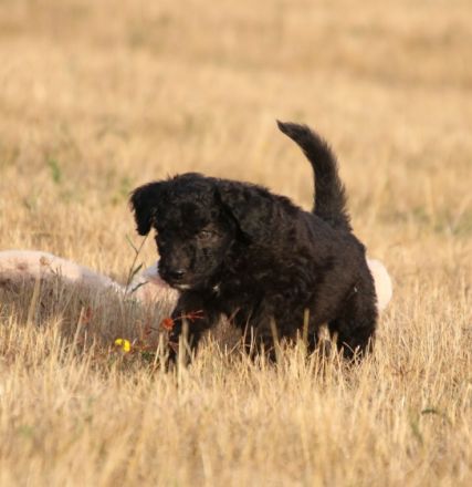 Hallo, wir sind Lucky und Marvin und wurden am 11.07