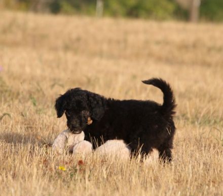 Hallo, wir sind Lucky und Marvin und wurden am 11.07