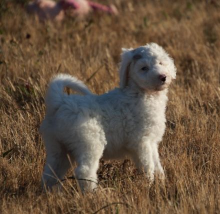 Hallo, wir sind Lucky und Marvin und wurden am 11.07