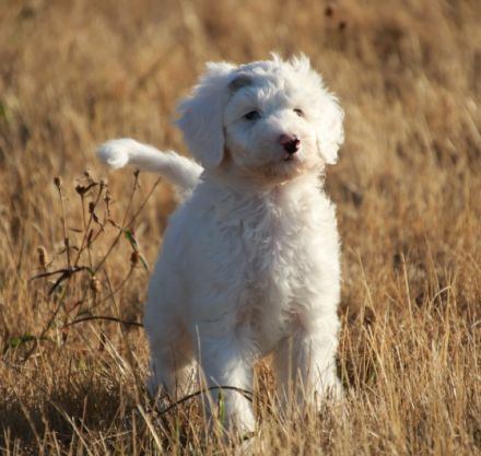 Hallo, wir sind Lucky und Marvin und wurden am 11.07