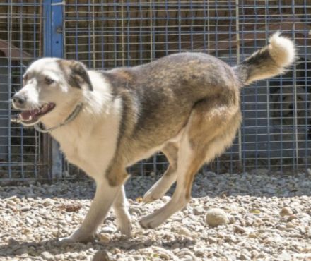 Felipe, Filipe vermitteln wir nicht in Etagenwohnungen.