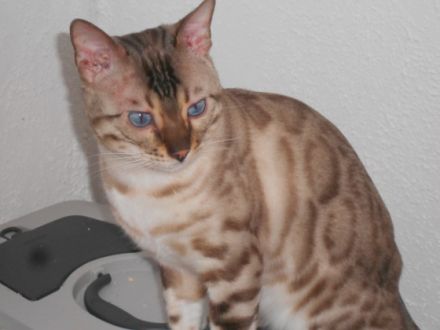 Unsere Kerry hat von unserem Kater Tysen vier ganz