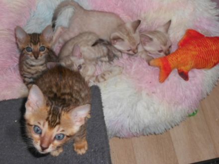 Unsere Kerry hat von unserem Kater Tysen vier ganz