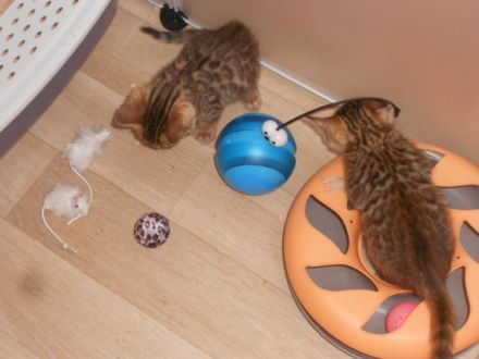 Unsere Kerry hat von unserem Kater Tysen vier ganz