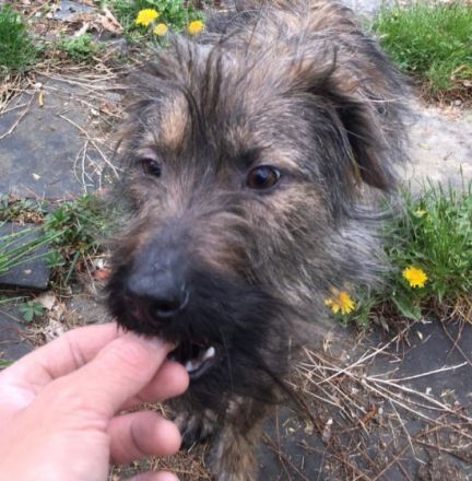 Speriat vermitteln wir nicht in Etagenwohnungen, weil