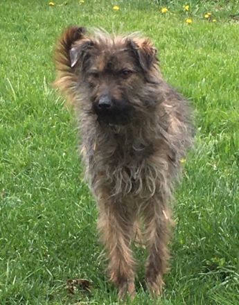 Speriat vermitteln wir nicht in Etagenwohnungen, weil