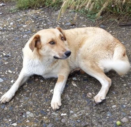 Beba - hofft noch immer auf ein Zuhause voller Liebe🏡❤️