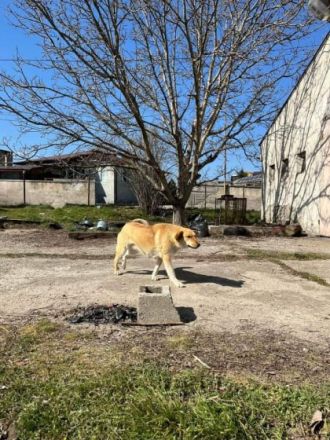Beba - hofft noch immer auf ein Zuhause voller Liebe🏡❤️