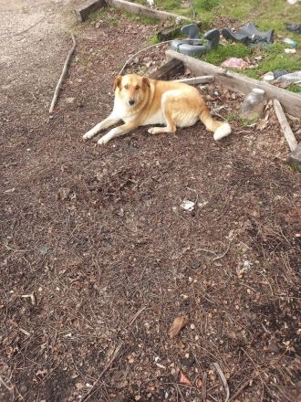 Beba - hofft noch immer auf ein Zuhause voller Liebe🏡❤️