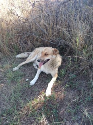 Beba - hofft noch immer auf ein Zuhause voller Liebe🏡❤️