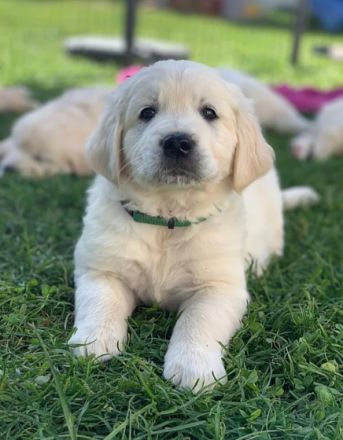 Wunderschöne, allerliebste, reinrassige Golden Retriever