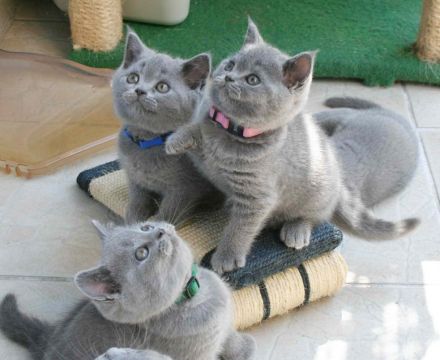 Zuckersüße BKH & Selkirk Rex Bärchen aus der Klosterstadt