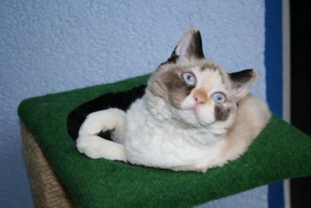 Zuckersüße BKH & Selkirk Rex Bärchen aus der Klosterstadt