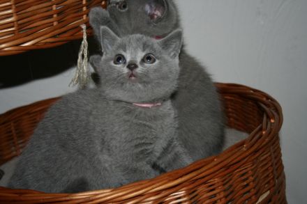 Zuckersüße BKH & Selkirk Rex Bärchen aus der Klosterstadt
