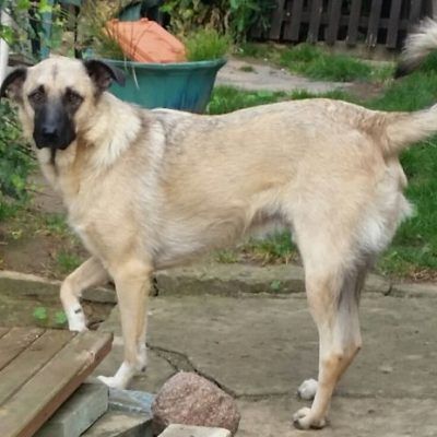 Bitte keine tel. Anfragen, ich kenne keinen der Hunde.