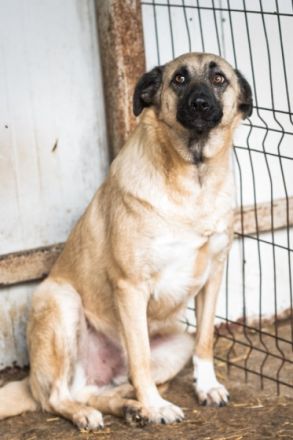 Bitte keine tel. Anfragen, ich kenne keinen der Hunde.