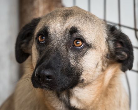 Bitte keine tel. Anfragen, ich kenne keinen der Hunde.