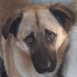 Bitte keine tel. Anfragen, ich kenne keinen der Hunde.