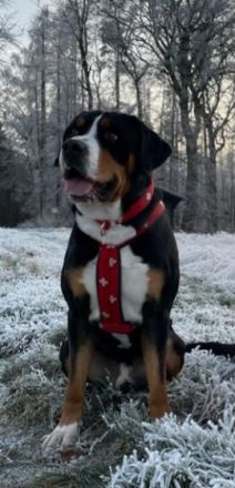 Falco Amadeus from Swiss Star