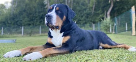 Falco Amadeus from Swiss Star