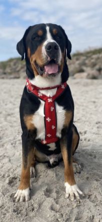 Falco Amadeus from Swiss Star