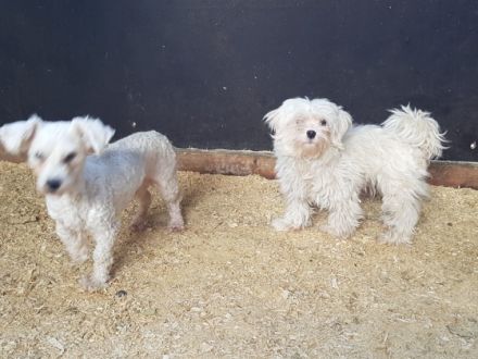 Wir haben aus unserer privaten Hobby Zucht 4 super