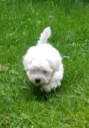 Wir haben aus unserer privaten Hobby Zucht 4 super