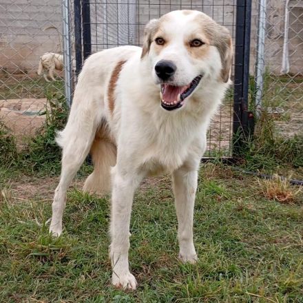 BALU, männlich, noch in Griechenland