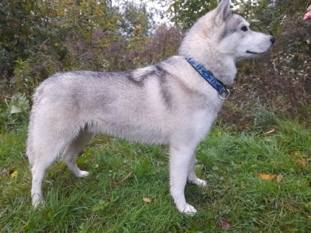 Bond Arctic Snow Star