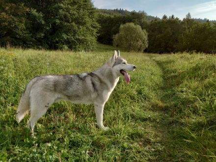 Bond Arctic Snow Star