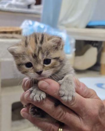 BkH Kitten sind da, Stammbaum,geimpft,gechippt Gesundheitszeugnis