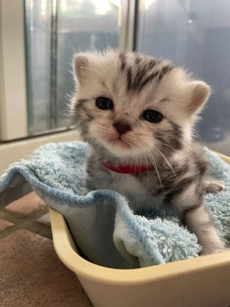 BkH Wiskaskatzen, Stammbaum,Gesundheitszeugnis